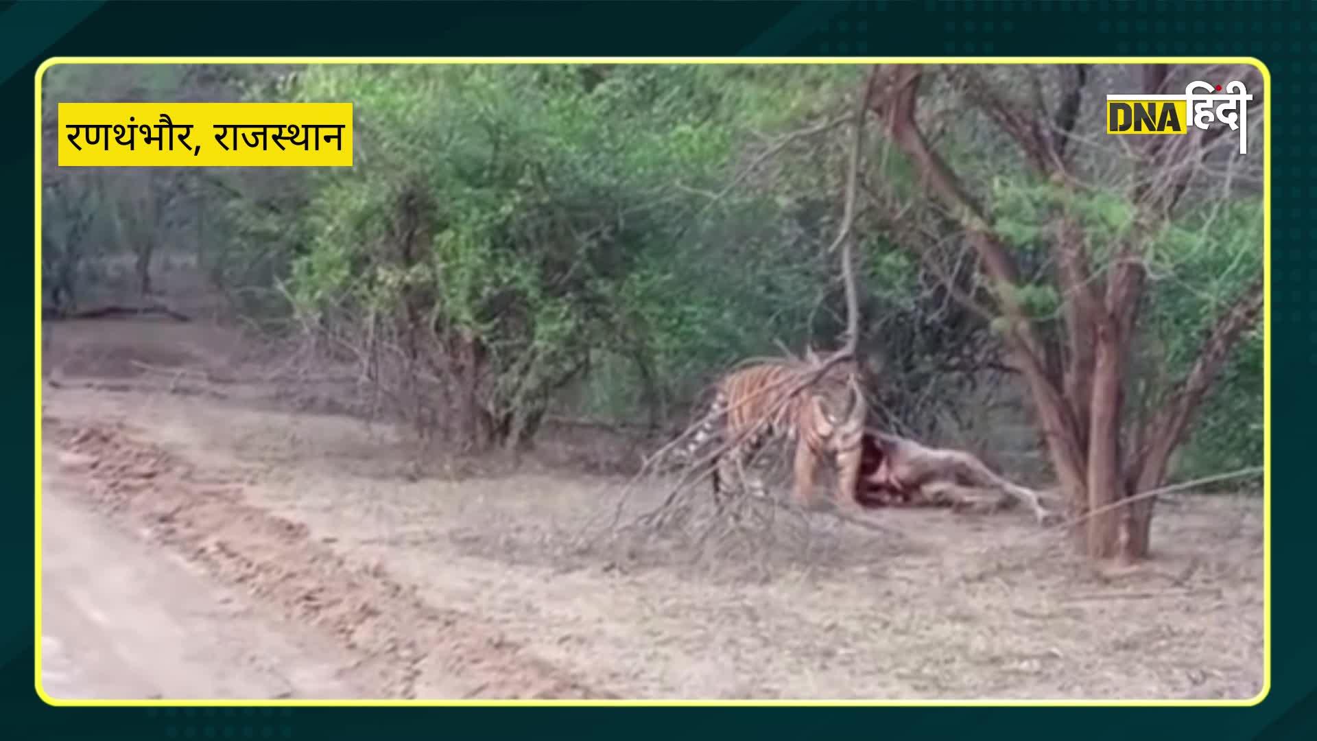 VIDEO रणथंभौर में शिकार करती हुई दिखी बाघिन T-99, किया ऊंट का शिकार