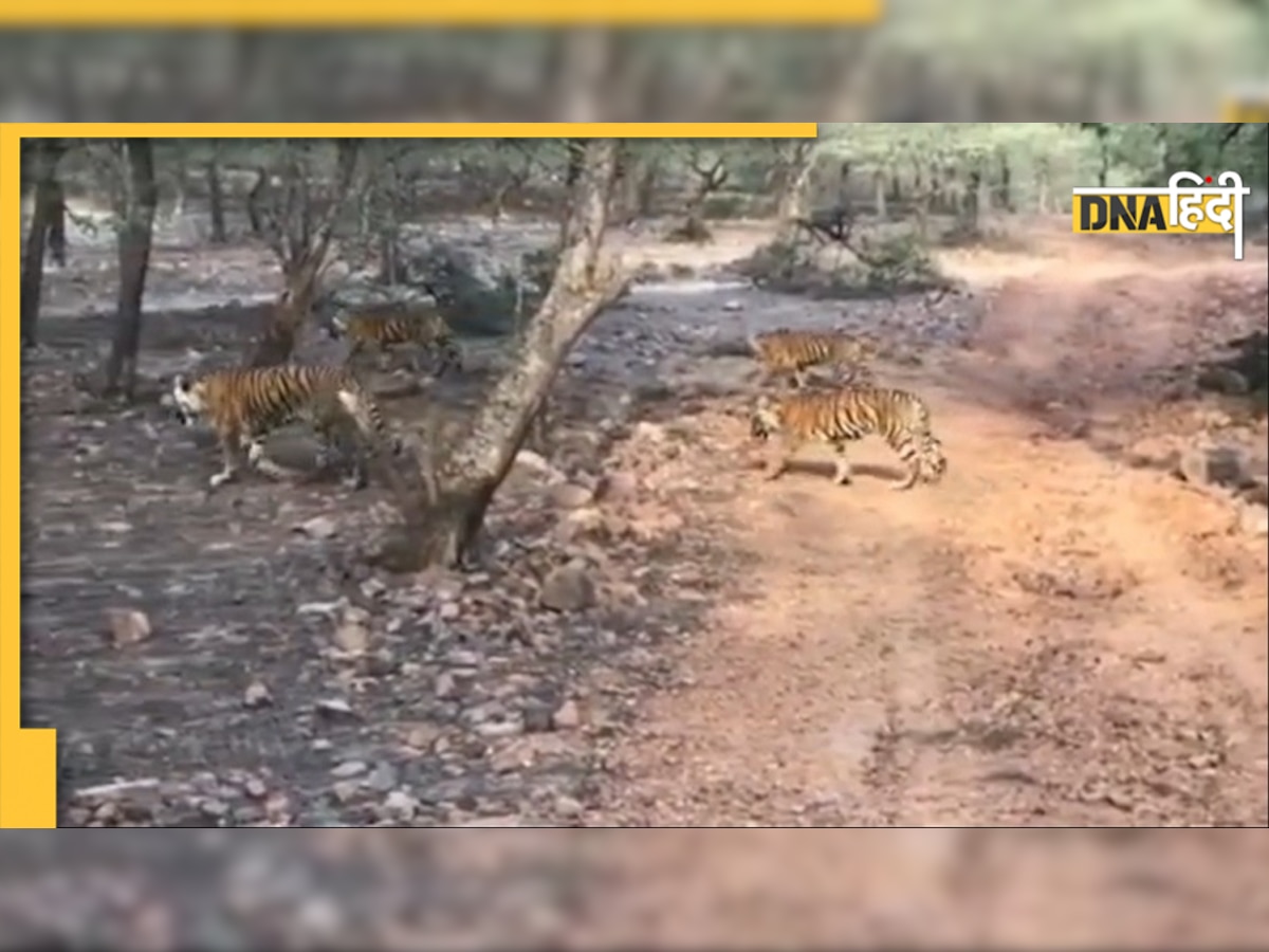 Ranthambore National Park में बढ़ा बाघों का कुनबा , बाघिन T-99 तीन शावकों के साथ नजर आई