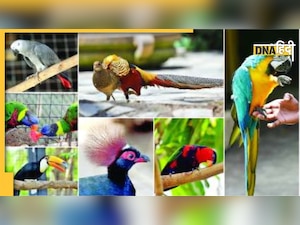 State of India Bird Report: चिड़ियों को भी होती है टेंशन, जानें- कैसे अलग होती हैं गांव- शहरों की चिड़िया