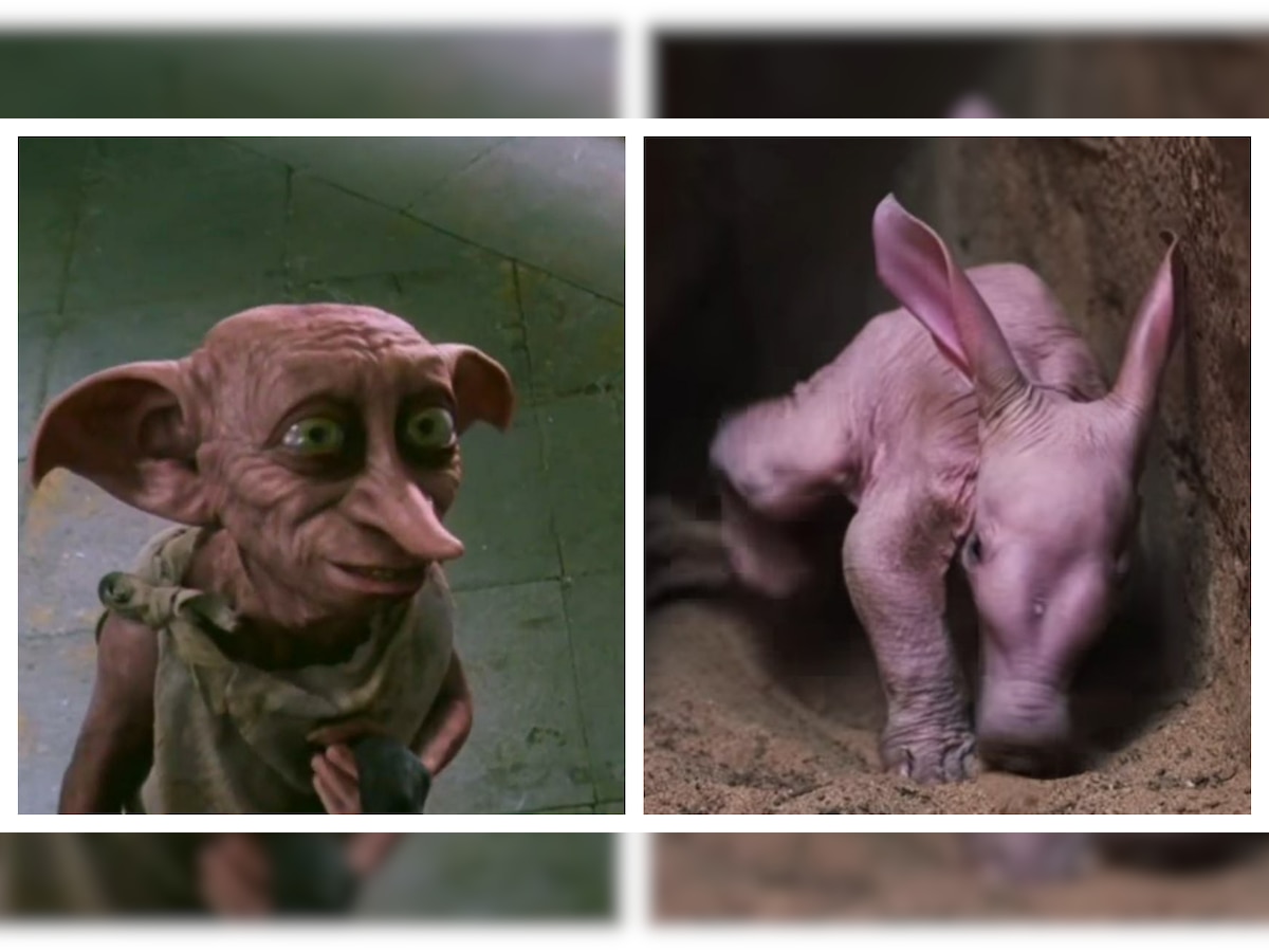 Meet Harry Potter's real-life 'Dobby': Aardvark born at Chester ...