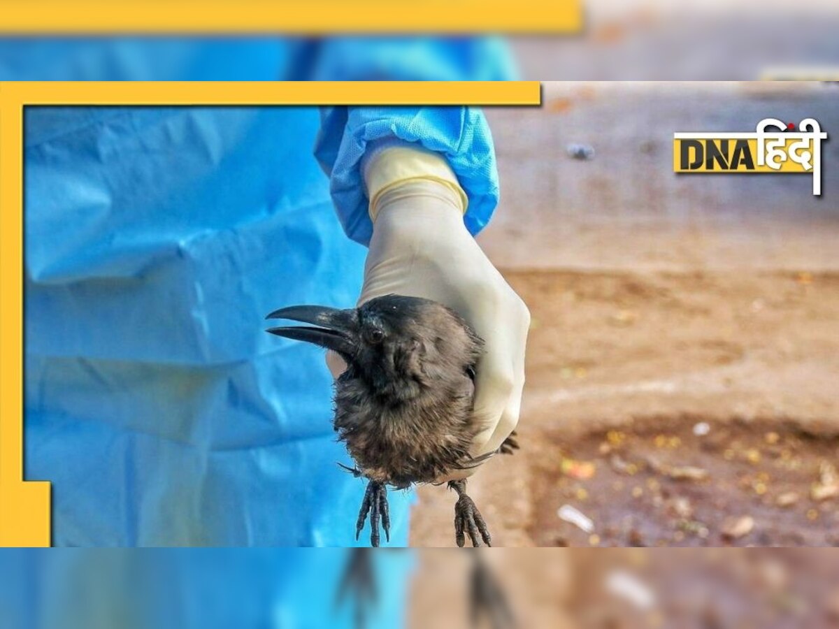 Covid के बाद महाराष्ट्र में Bird Flu का खौफ, कई जिलों में हुई पक्षियों की मौत