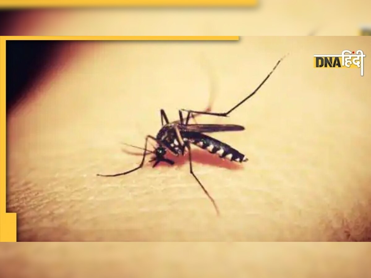 Dengue से निपटने के लिए सरकार ने कसी कमर, जानें क्या है पूरी प्लानिंग