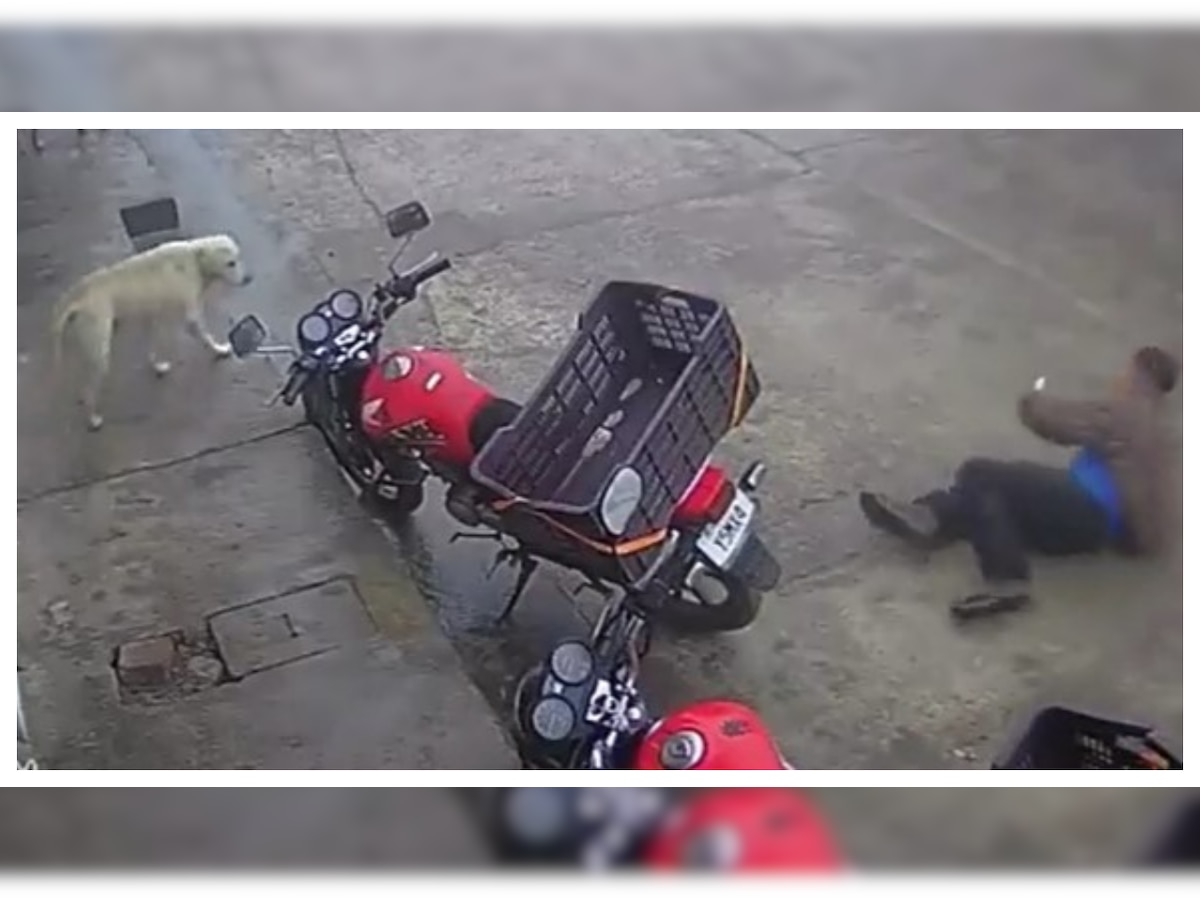 ‘Karma pays back’: Man tries to kick stray dog, falls hard instead – WATCH viral video