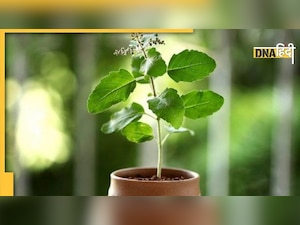 घर में ना रखें ऐसा तुलसी का पौधा, अनजाने में हो सकती है बड़ी गलती
