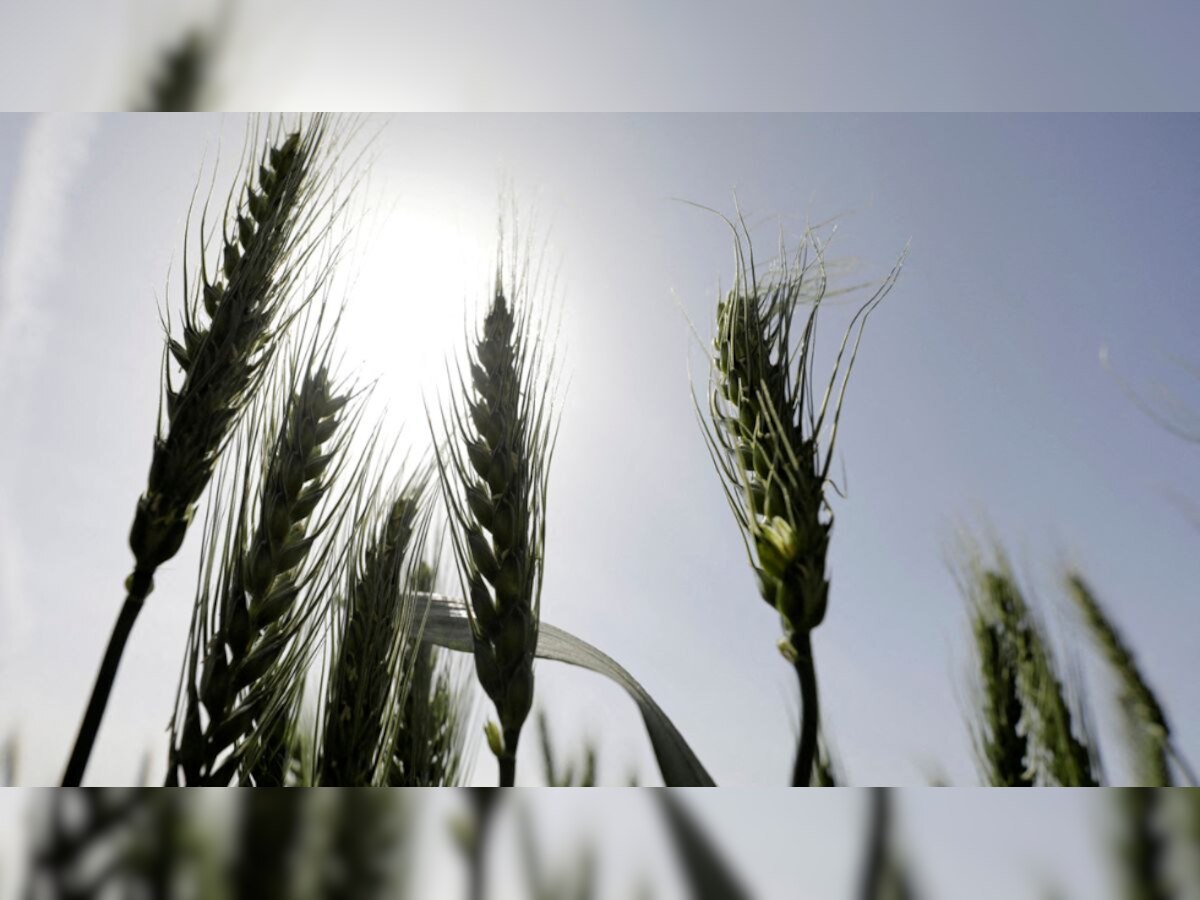 Forget oil, wheat issues fresh price rise threat amid Russia-Ukraine war