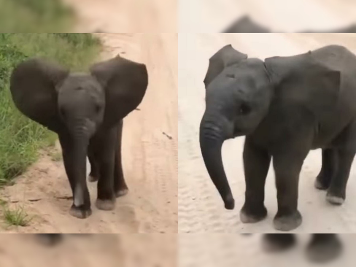Baby elephant tries to scare tourists on safari, video goes viral- WATCH