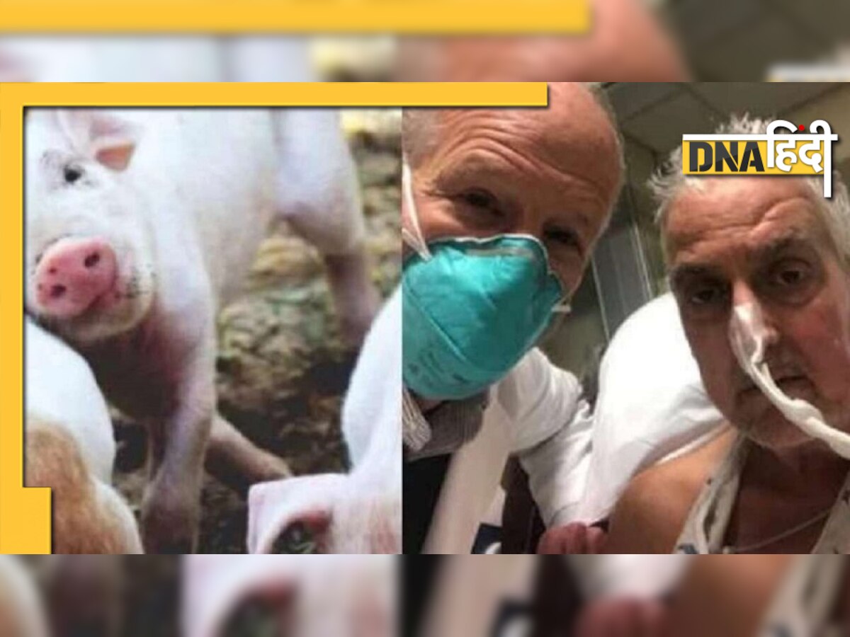 Pig Heart Transplant: दो महीने पहले जिसे लगाया गया था सुअर का दिल, आज हो गई उसकी मौत