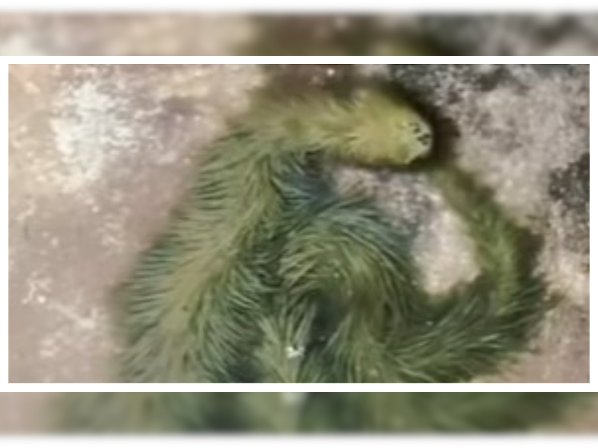 Hairy creature spotted in Thailand, netizens wonder if it’s a snake or a piece of thread – WATCH 