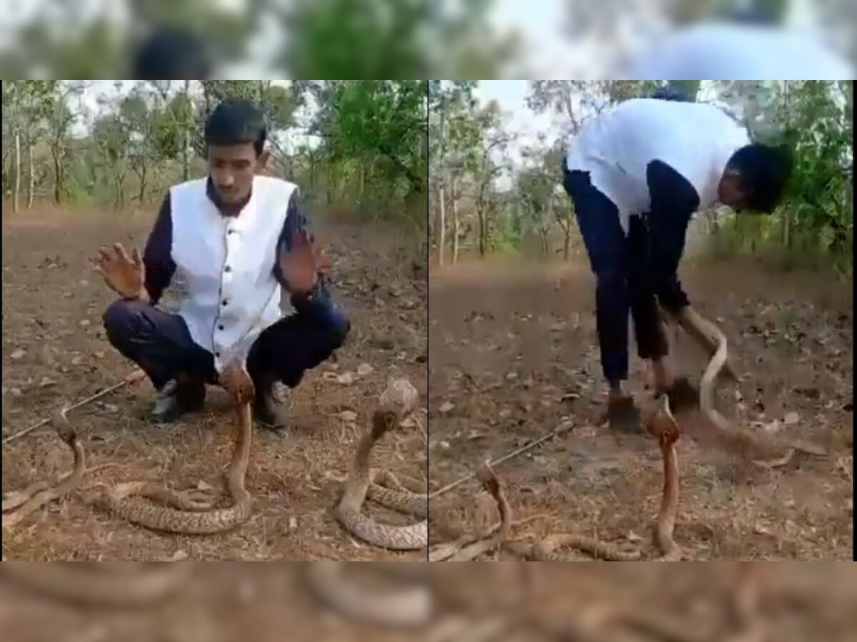 Man's stunt with snakes goes horribly wrong - WATCH video to know what happened next