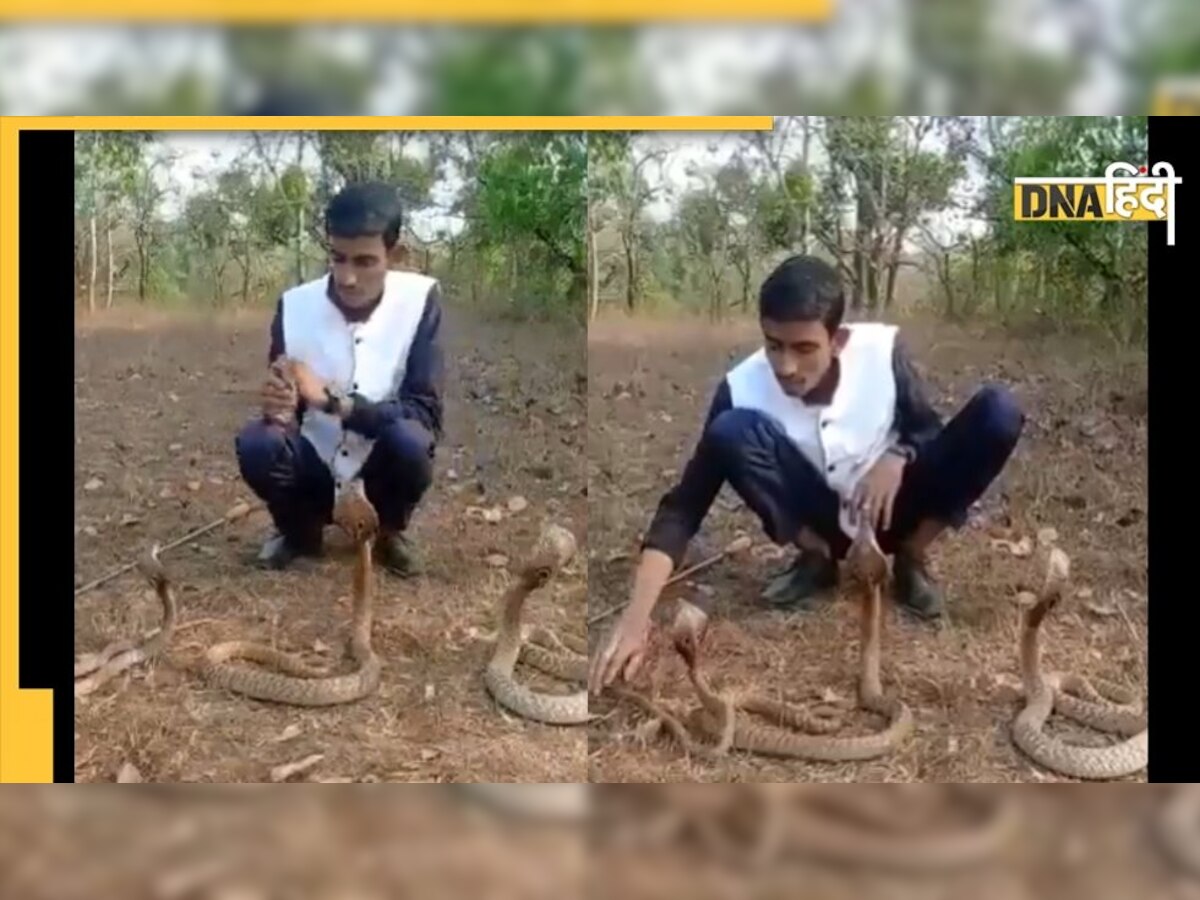 Video: एक नहीं तीन-तीन कोबरा सांपों के सामने बैठ स्टंट दिखा रहा था युवक, तभी हुआ कुछ ऐसा... देखकर खड़े हो जाएंगे रोंगटे