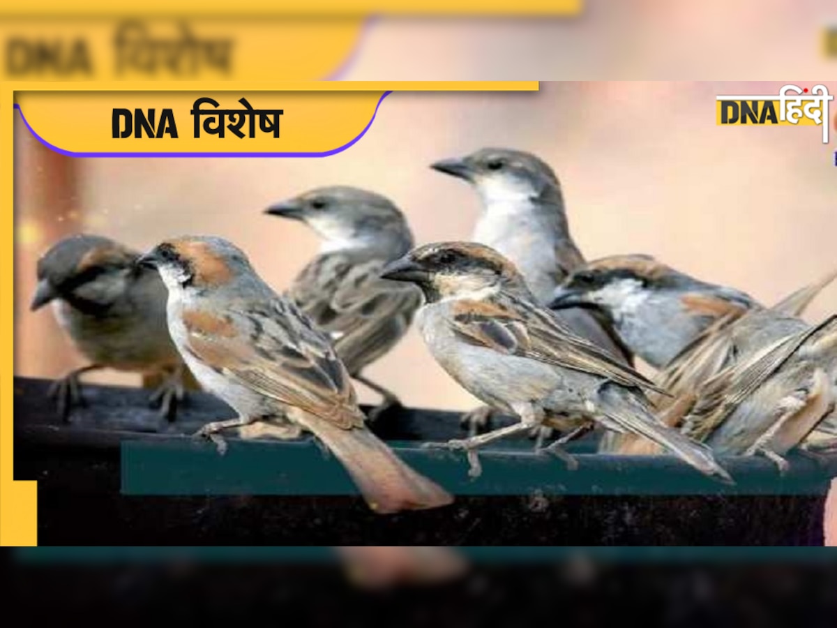 World Sparrow Day 2022: बिहार के अर्जुन सिंह का घर है गौरैयों का बसेरा, जानें इनकी कहानी 