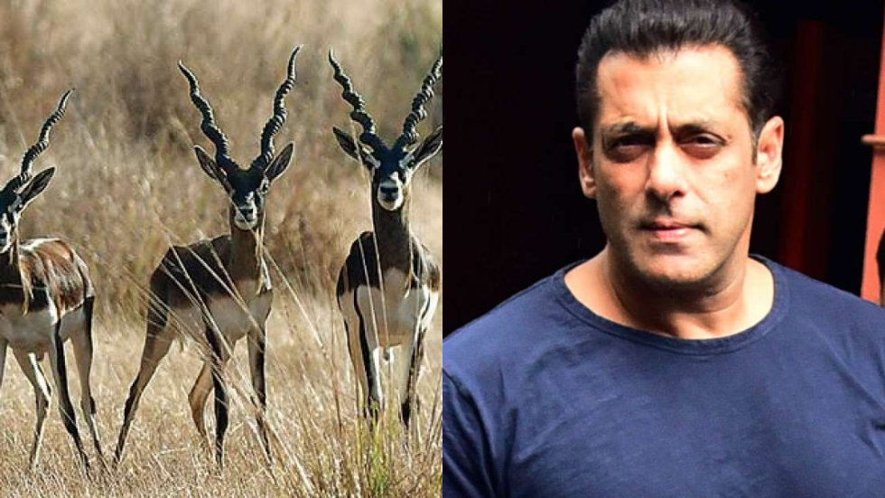 Salman Khan Black Buck case: Rajasthan HC says yes to actor's petition for transfer