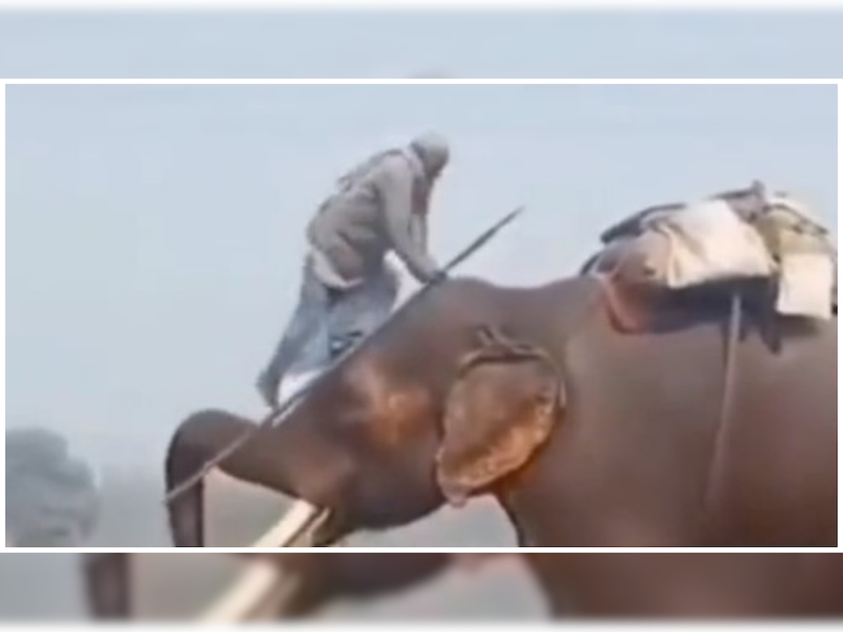 ‘Real-life Baahubali’: Elephant lifts mahout with its trunk in viral video – WATCH