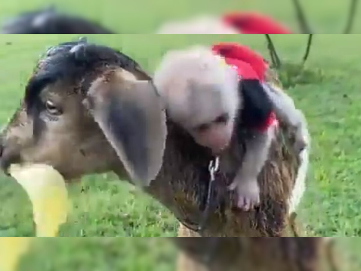 Unbreakable bond between lamb and monkey wins netizens' hearts – WATCH viral video