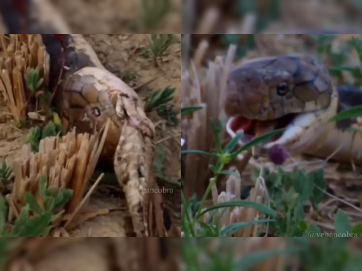King Cobra swallows another snake alive, watch viral video