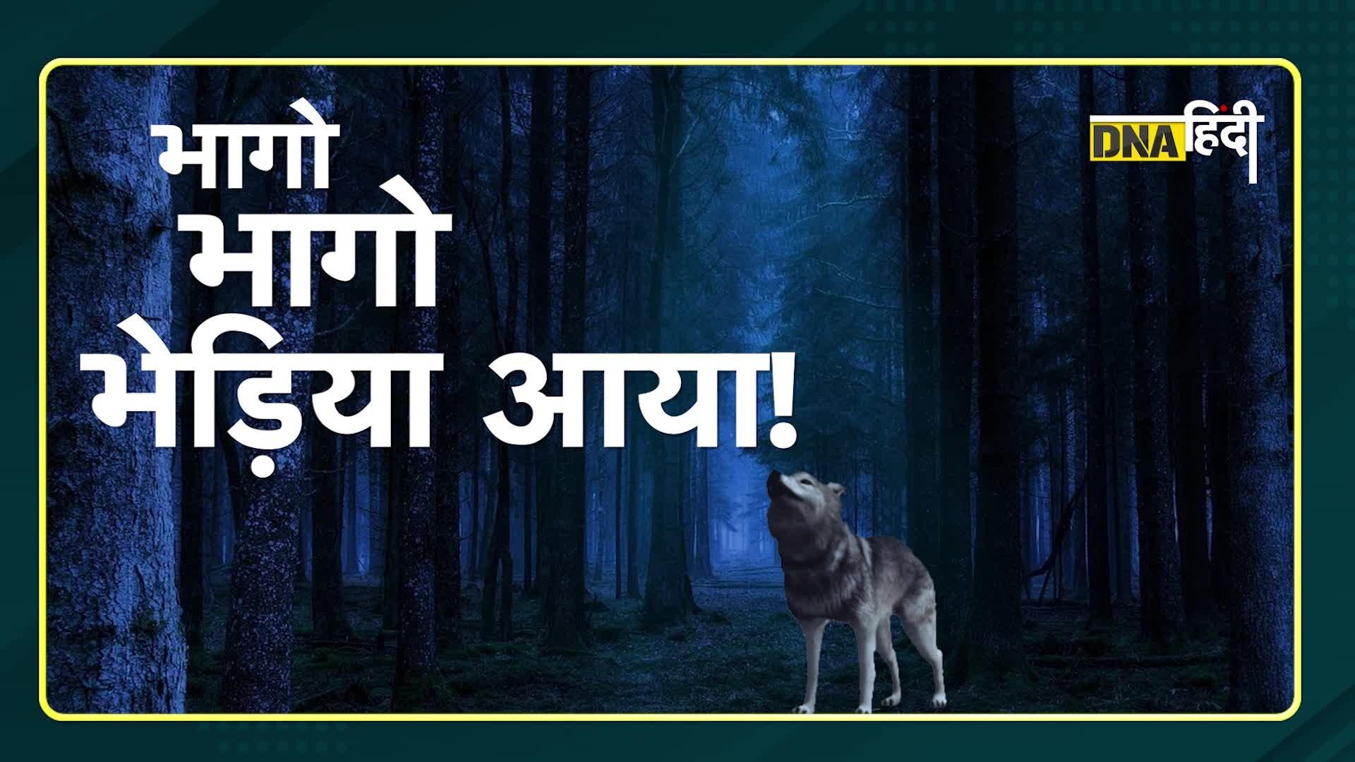 Video: क्यों कम हो रही है भारत में भेड़ियों की गिनती?