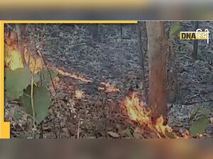 Sonbhadra-मिर्जापुर के जंगलों में लगी आग ने बढ़ाई वन विभाग की मुश्किलें, जीव-जंतुओं के जीवन पर मंडराया संकट!