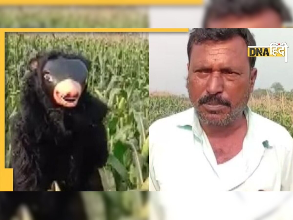 खेत को बंदरों और जंगली सूअर से बचाने के लिए Sloth Bear बनकर आता है भास्कर रेड्डी, सैलरी 15 हजार