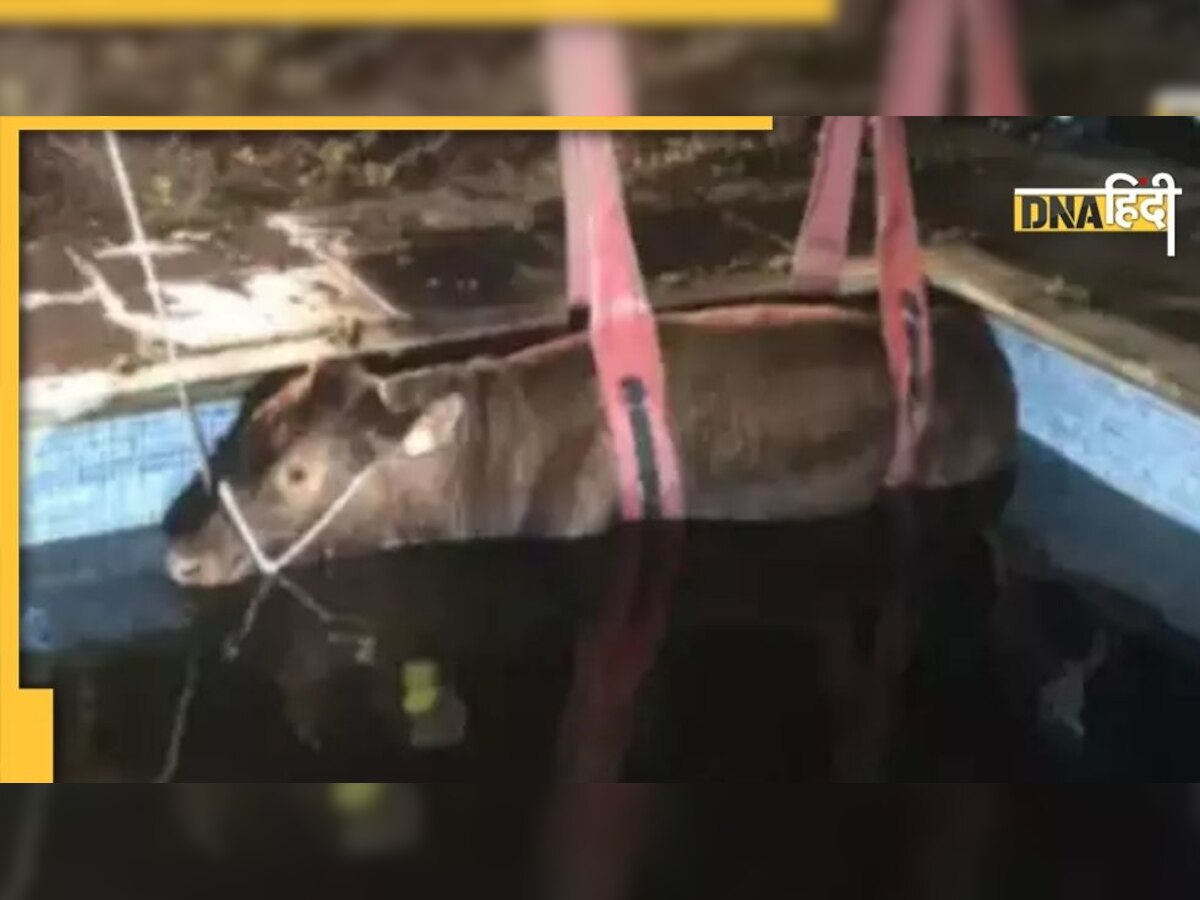 स्विमिंग पूल में गिरा 600 किलो का बैल, मदद के लिए बुलानी पड़ी क्रेन