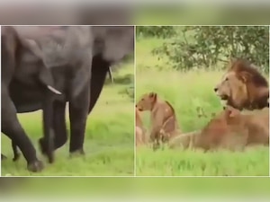Here's how lions flee like scared cats as group of elephants charge at them, WATCH