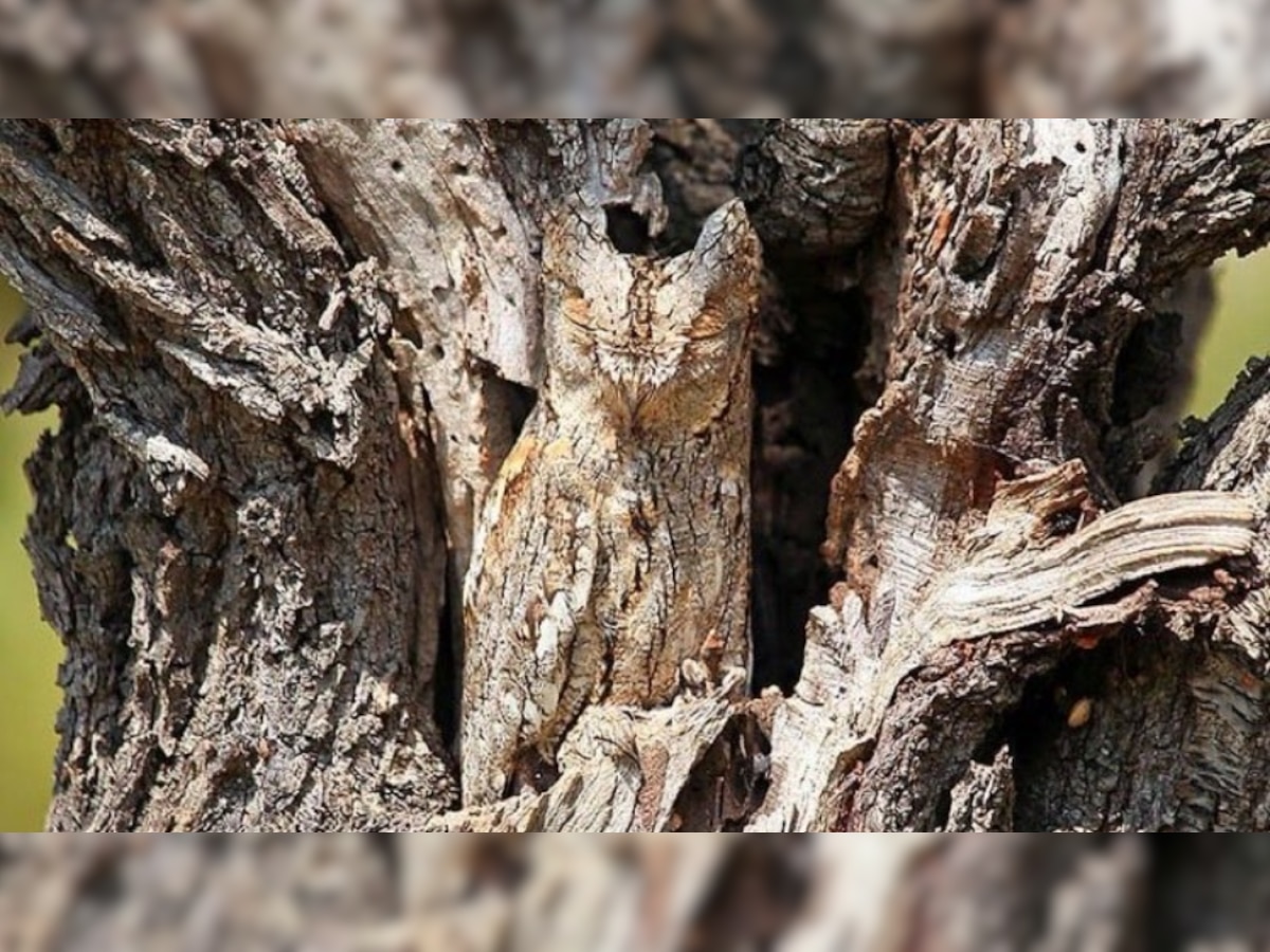 Can you spot a perfectly camouflaged owl in this photo?