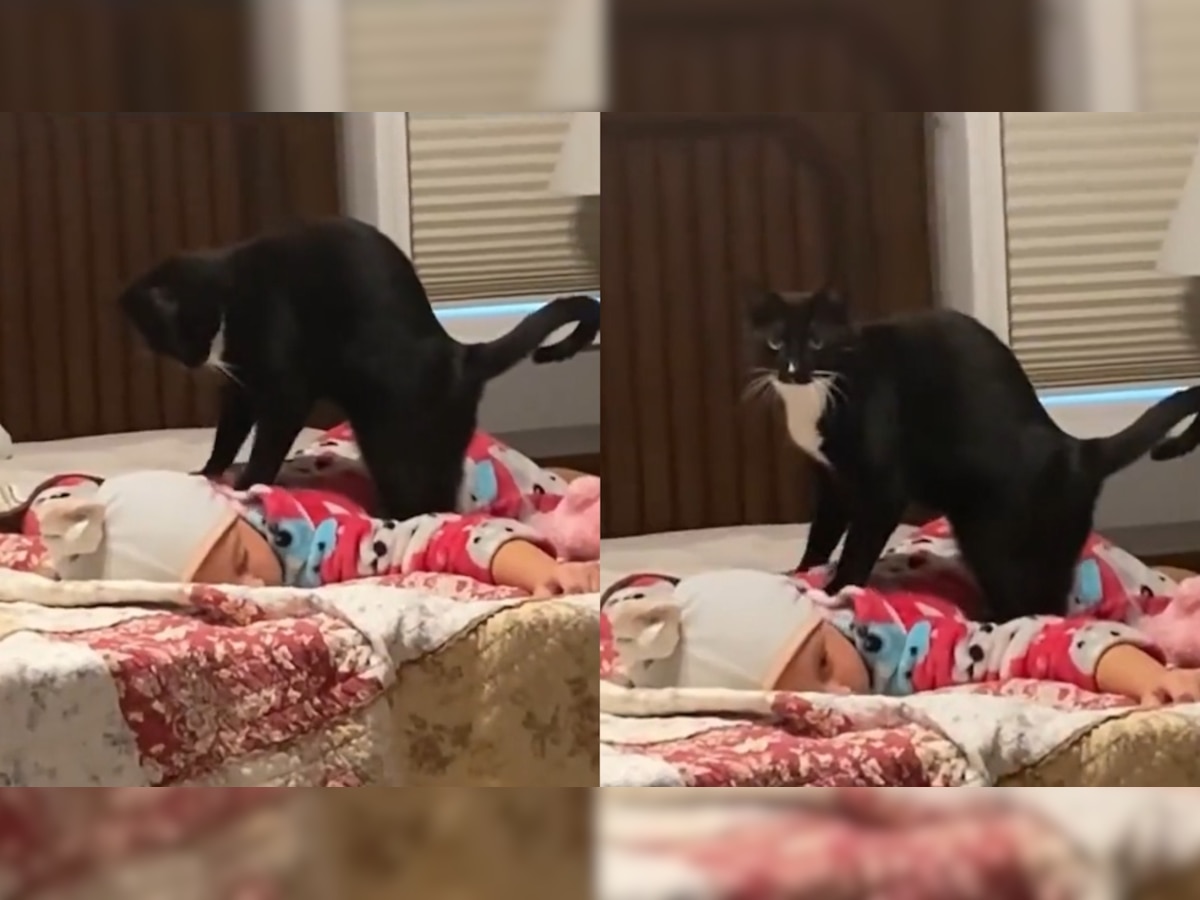 WATCH: Cat gives baby a back massage in this viral video, netizens love it
