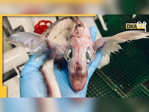 समुद्र में मिला है यह Dragon जैसा दिखने वाला जीव, जानते हैं क्या है ?