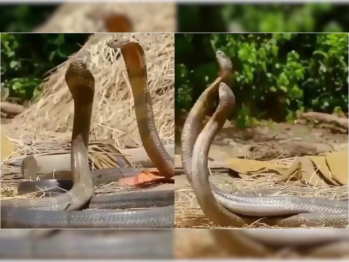 Can you guess if they are fighting or dancing? Watch this viral video of  two snakes