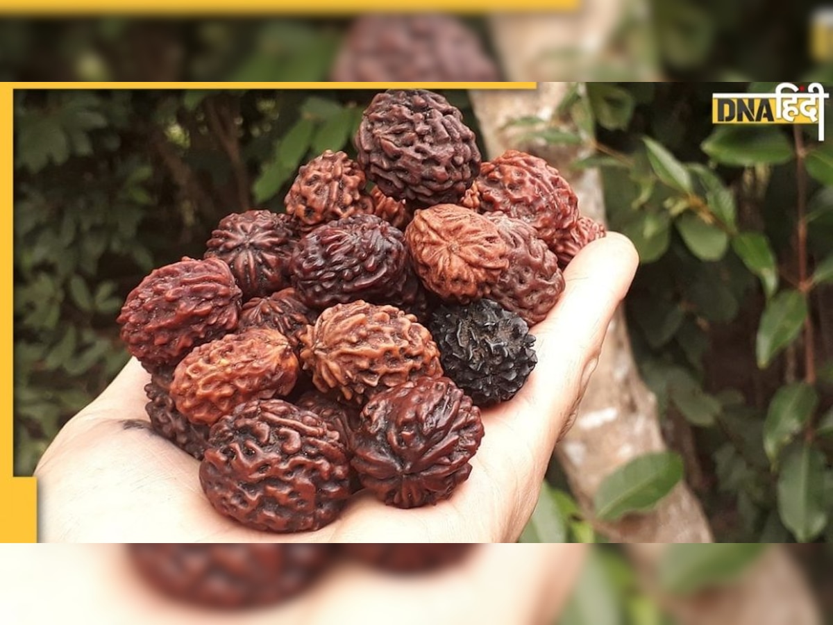 Rudraksha: भगवान शिव के प्रिय रुद्राक्ष को धारण करने से पहले जान लें महत्वपूर्ण नियम