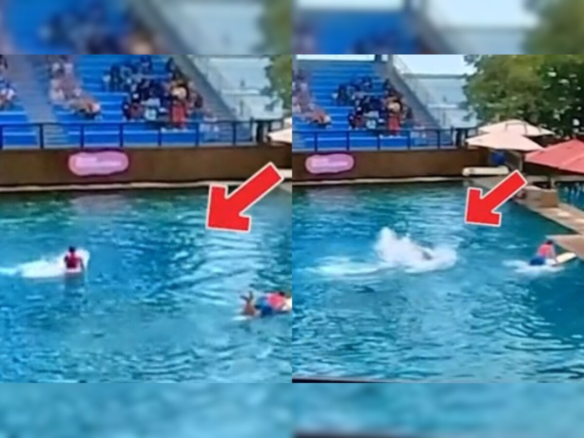 Dolphin Attacks Trainer During Miami Seaquarium Show