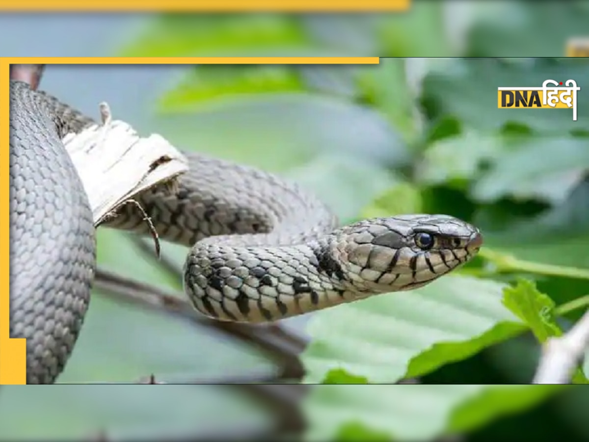 Delhi NCR में अचानक ज्यादा संख्या में देखे जा रहे Snakes! जानिए क्या है वजह