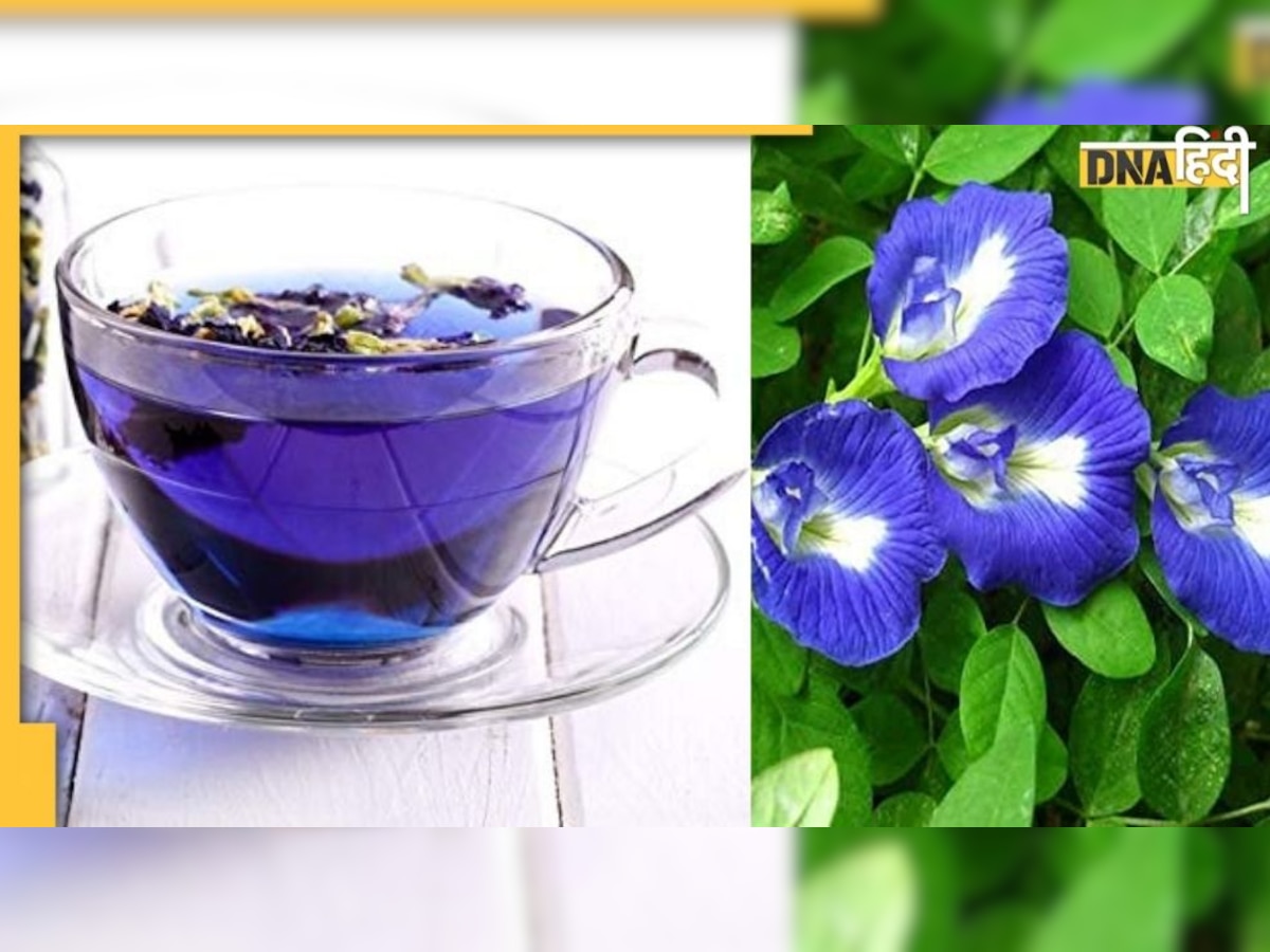 Blue Tea : चीनी की बीमारी के लिए फ़ायदेमंद इस चाय में Health-Taste दोनों है