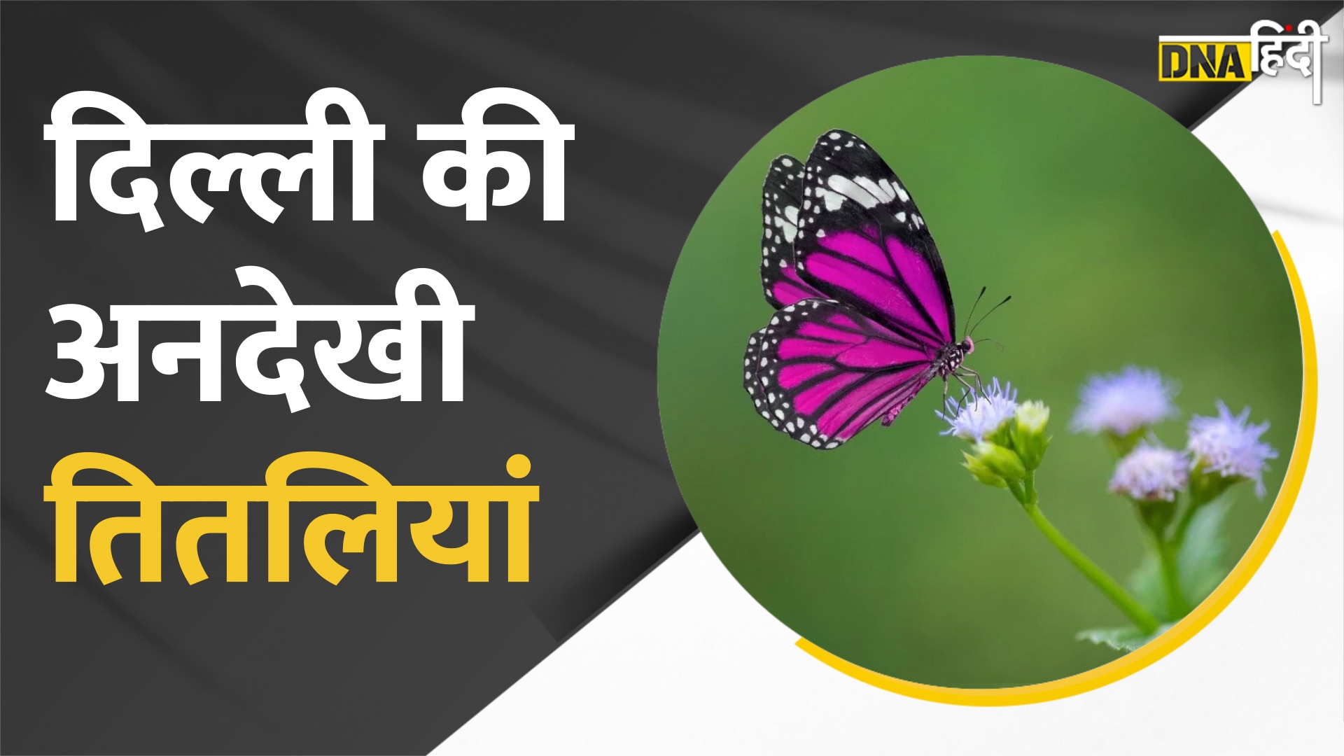 Video :Delhi Butterfly Park दिल्ली को मिला पहला Butterfly Park का तोहफा, देखें वीडियो