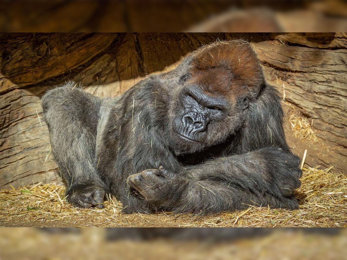 Gorilla in US zoo addicted to smartphone, watches YouTube and takes selfies