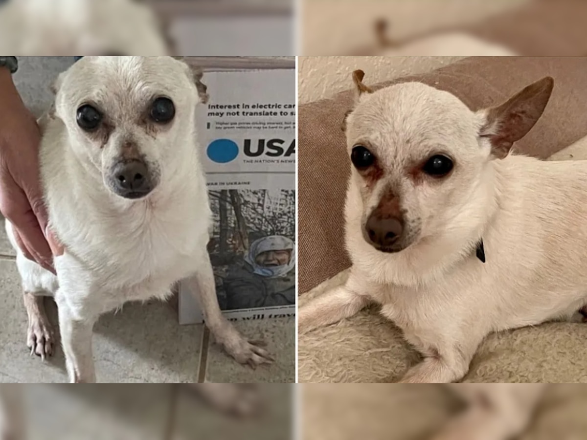 Guinness World Records confirms this chihuahua as ‘oldest living dog’, know his age  