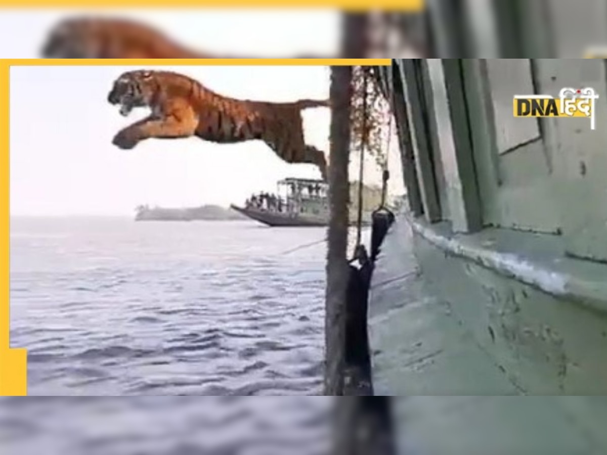 Viral Video: नदी में कूदा रॉयल बंगाल टाइगर, देखकर लोगों को आई Life of Pi के रिचर्ड पार्कर की याद