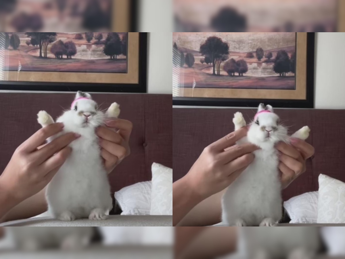 Bunny rabbit gives work out motivation to neitzens, check out this video
