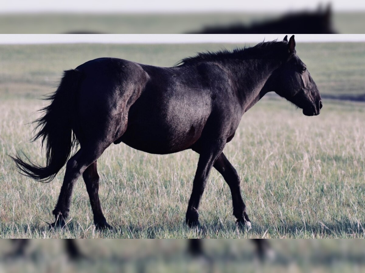 'Rs 22 lakh washed down' after rare 'black' horse turns brown after bath