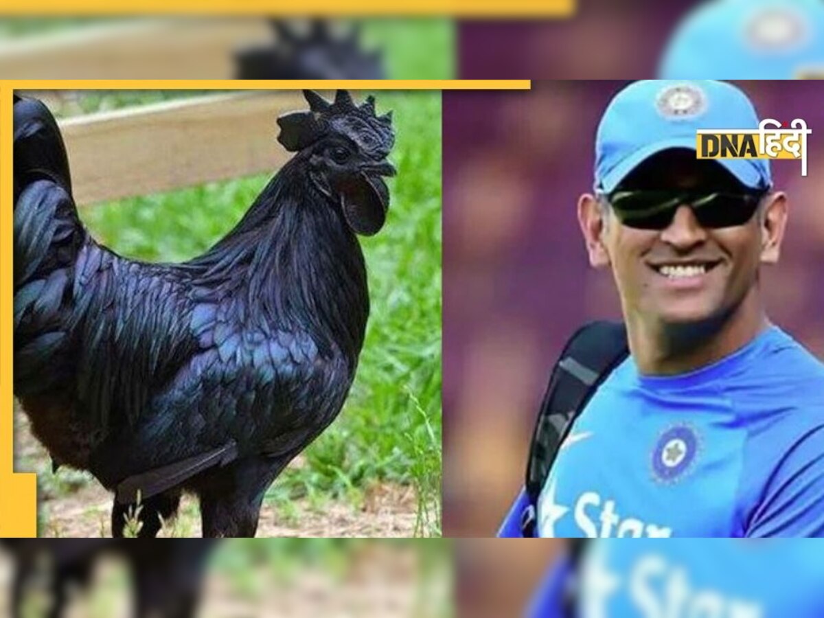 Dhoni को भेजे गए 2000 कड़कनाथ मुर्गे, क्यों पड़ी इनकी जरूरत ?