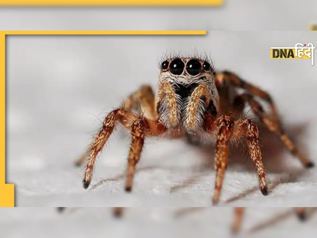 Spider Climbing On Body: शरीर पर मकड़ी के चढ़ने का क्या है मतलब?