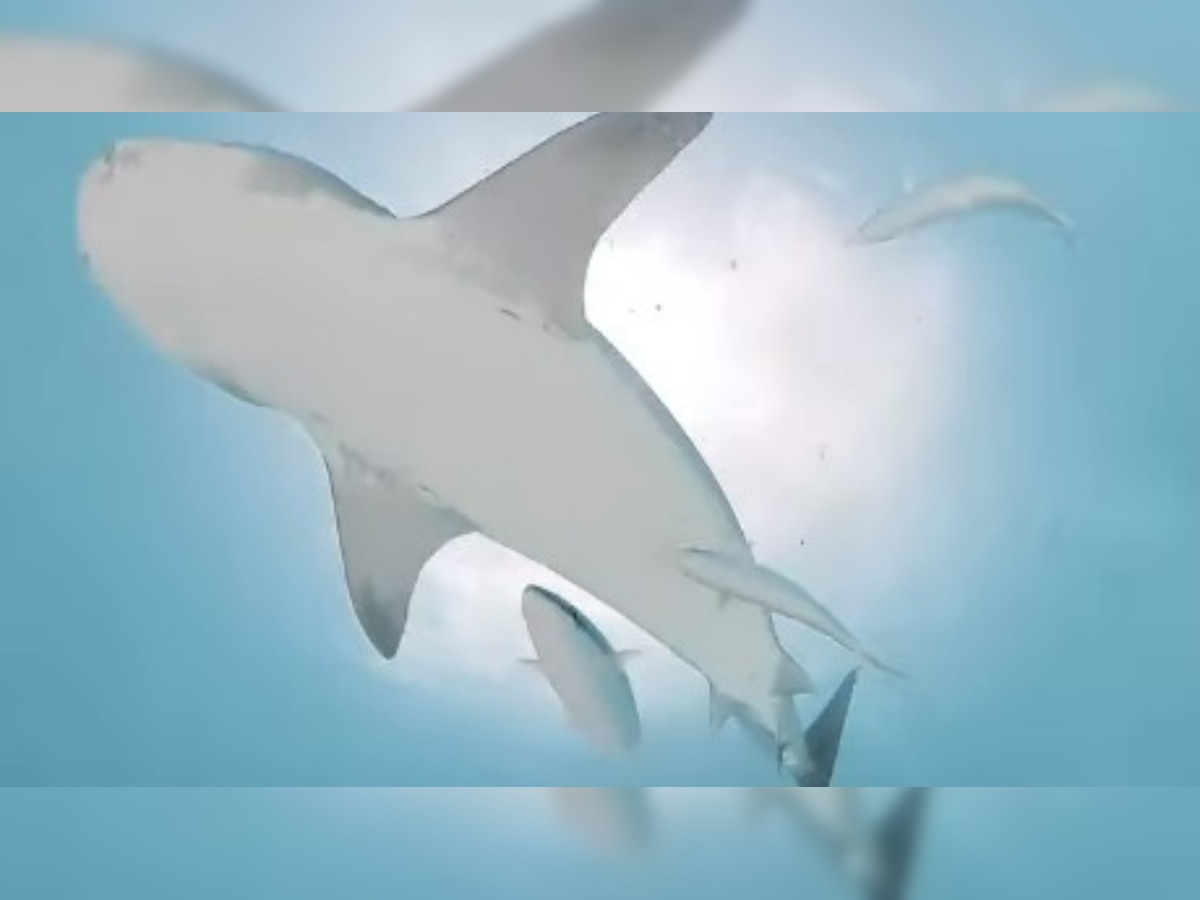 Shark swallows photographer's camera, watch horrifying viral video