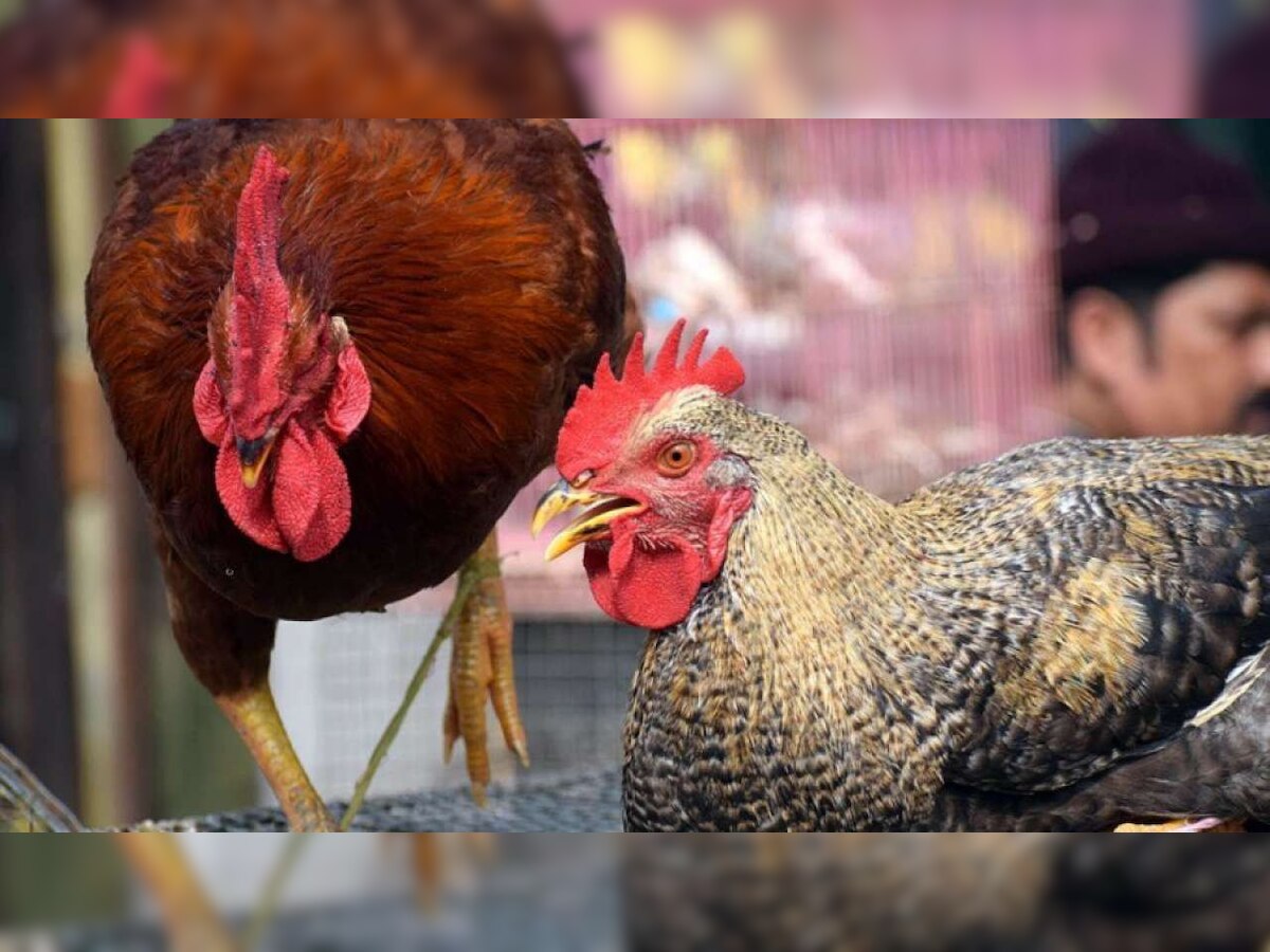 First human infected with H3N8 strain of Bird Flu found in China: How dangerous is it?