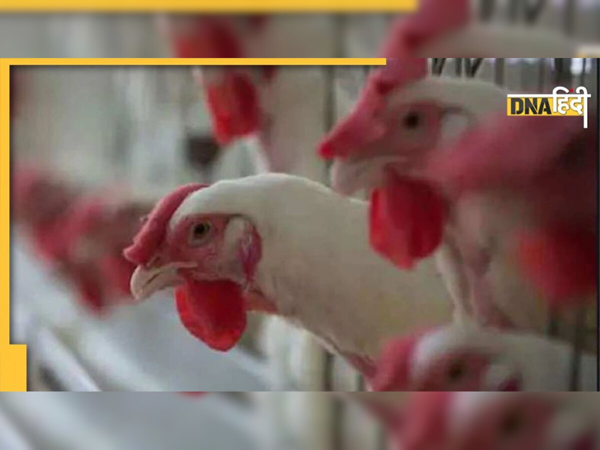 Bird Flu के H3N8 स्ट्रेन का पहला मामला आया सामने, 4 साल का बच्चा हुआ शिकार