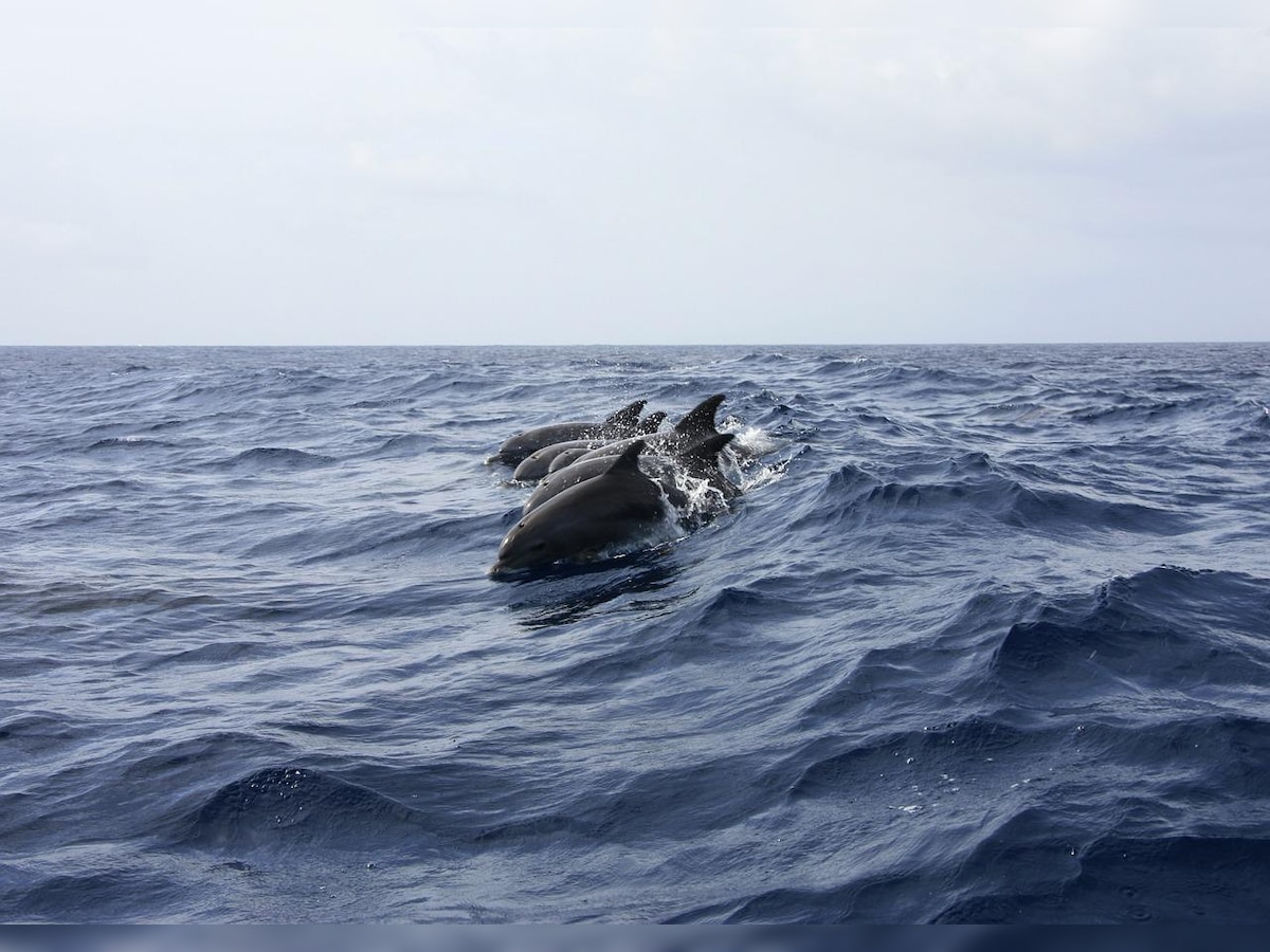 Trained Russian Navy Dolphins are Protecting Black Sea Naval Base,  Satellite Photos Show - USNI News