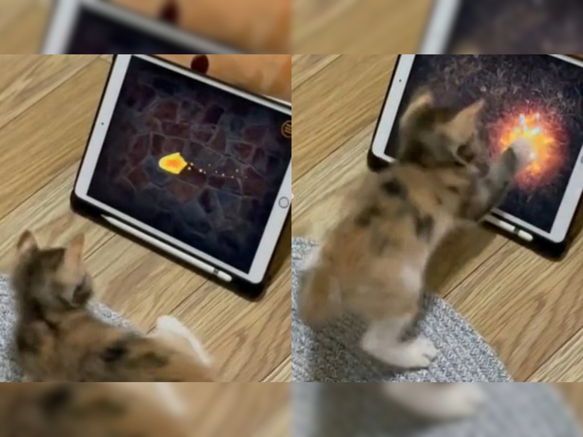 Cute cat gets excited playing game on iPad, video goes viral