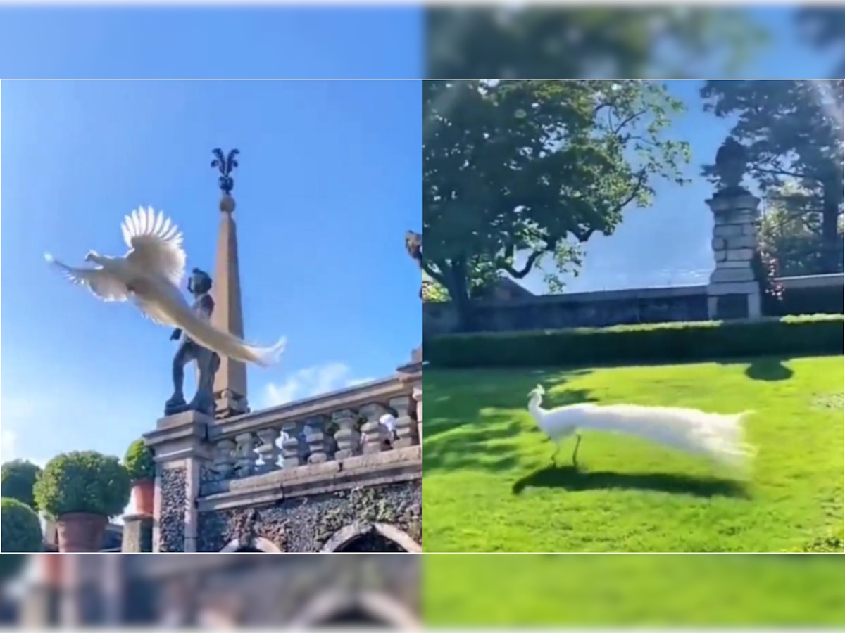 Elegant White Peacock flying down mesmerizes netizens: WATCH