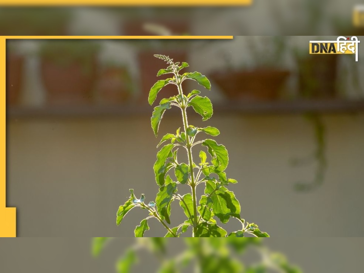 Tulsi Leaf vastu Tips: तुलसी की पत्तियां बदल सकती हैं आपकी किस्मत 