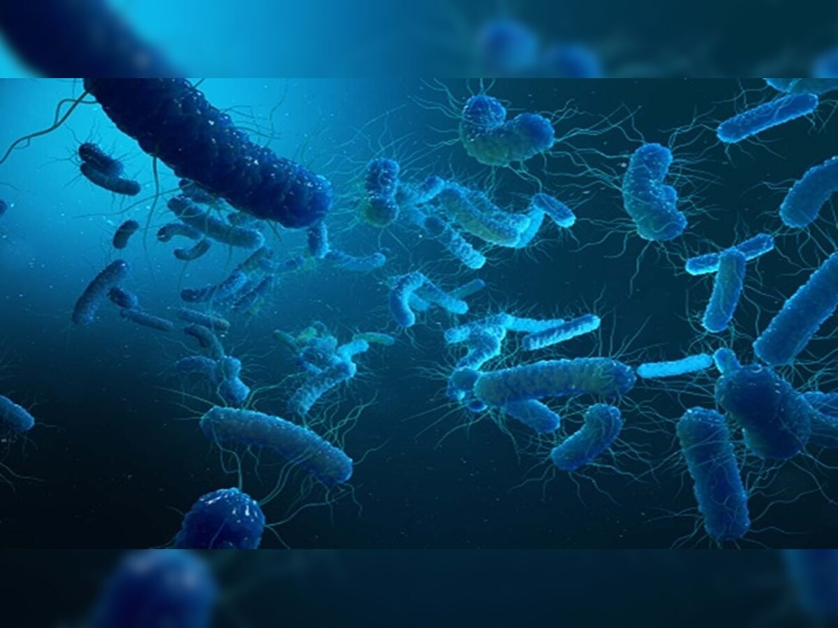 DNA Explainer What is Shigella bacteria that caused fatal food