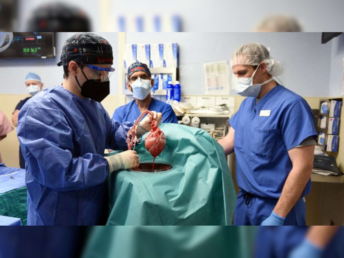 Virus detected in pig heart used in human transplant