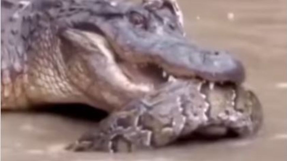 Viral video: Alligator attempts deadly attack on python but then...
